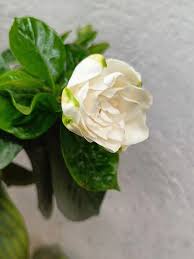 Image result for Gardenia resinifera