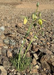 Image result for Albuca