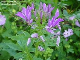 Image result for Cleome houtteana