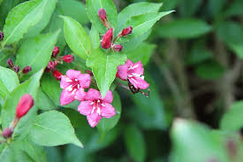 Fruit punch® 'raspberry ruffles' dianthus hybrid uspp 30,073, can pbraf. Vegelia Weigelia Vegelia Pink Flowers Raspberry Flowering Plant Leaf Plant Part Growth Beauty In Nature Pxfuel