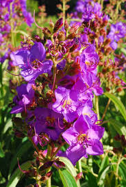 Image result for Dissotis