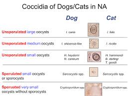 They live all over the globe and some of on the other hand, there are also some other, more dangerous health issues, which can affect both humans and cats. Companion Animal Parasite Council Coccidia