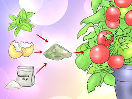 I recommend fertilizing your tomato seedlings with 1/2 strength liquid fertilizer. How To Make Homemade Plant Fertilizer 9 Steps With Pictures