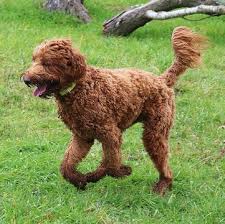 The widest, most trusted source of labradoodle puppies for sale near you.pick your desired gender,color & more at noblefurlabradoodles.com. Labradoodle Puppies For Sale Adoptapet Com