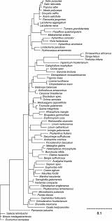 Image result for Phyllocosmus