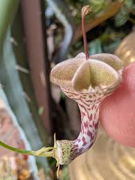 Image result for Ceropegia meyeri