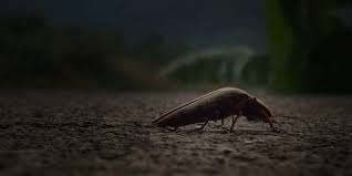 We appreciate you need to be absolutely certain about how pest treatments work before asking us onto your we're more than happy to talk to you at any time to offer advice on our pest control services or to 1. Pest Control Mythbusters Diy Cockroach Pest Control In Houston Champions Pest Control