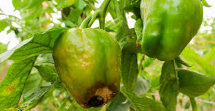 Cowboy candy is also known as candied jalapeños. 5 Common Pepper Problems And How To Fix Them My Garden Life