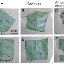 It is flexible and distortable during growth, but loses its ability for distortion after growth has stopped, while a limited flexibility remains. Pdf Synergistic Defensive Function Of Raphides And Protease Through The Needle Effect