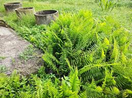 Image result for Nephrolepis biserrata