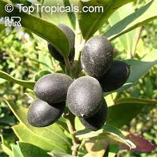 Image result for Acokanthera laevigata