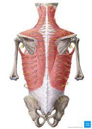 The vertebral column of the lower back includes the five lumbar vertebrae, the sacrum, and the coccyx. Anatomy Of The Back Spine And Back Muscles Kenhub
