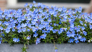 Maybe you would like to learn more about one of these? Lobelias Flowers That Ll Add Long Lasting Colour To The Garden The Examiner Launceston Tas