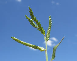 Image result for Urochloa panicoides