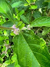 Image result for Lippia woodii