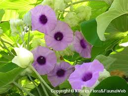 Image result for Argyreia nervosa