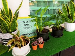 Stay tune for more artificial plant collection. Pembersih Udara Semula Jadi Kosmo Digital