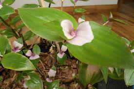 There are 46 tradescantia blushing bride for sale on etsy. What Is This Evergreen Houseplant Gardening Landscaping Stack Exchange