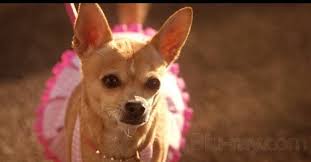 Pin On Legally Blonde Sets