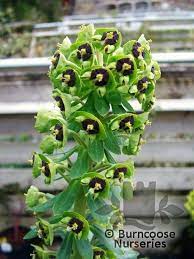 Euphorbia characias black pearl £7.99. Euphorbia Characias Black Pearl From Burncoose Nurseries