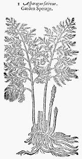 Botany Asparagus 1633 Drawing By Granger Asparagus drawing high resolution stock photography and. botany asparagus 1633 by granger
