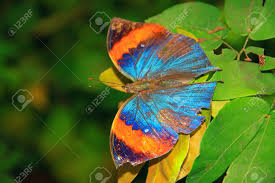 Picture of violet blue butterfly , isolated on white stock photo, images and stock photography. Beautiful And Colorful Butterfly Species At Penang Butterfly Stock Photo Picture And Royalty Free Image Image 10286799