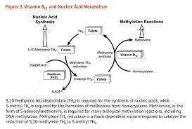 vitamin b12 linus pauling institute oregon state university