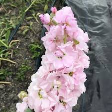 Awesome post but pictures to help with the steps would be great. Stock Cherry Blossom Seeds Nourish Gardens