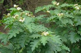 Image result for Solanum richardii