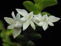 Image result for Angraecum distichum