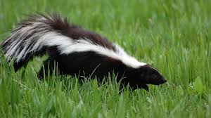 10 Pungent Facts About Skunks Mental Floss