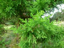 Image result for Juniperus