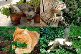 Always be careful when using homemade repellents that you are not using something harmful to cats. The Best Sat Repellents Natural Homemade Spray And Ultrasonic Devices
