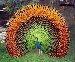 A Peacock Thst Looks Like A Huge Sunflower Animals Beautiful Colorful Birds Beautiful Birds