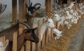 Read profitable goat farming business plan in india for commercial farm and profit margin. Goat Farming Cost And Profit Guide Goat Farming