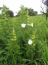 Image result for Ipomoea prismatosyphon