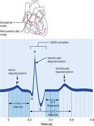 Human Anatomy And Physiology 10e Pearson Etext 2 0 Medical School Studying Medical Conferences Cardiology Study