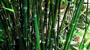 A bamboo hedge can provide a sense of screen privacy in your backyard. My Bamboo Garden With Black Bamboo How To Grow A Bamboo Plant Youtube