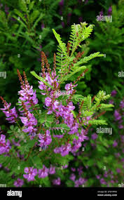 Image result for Indigofera subulata