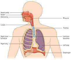 Anatomy Of The Respiratory System