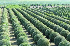 Image result for Buxus