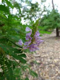 Image result for Abrus fruticulosus