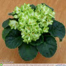 These plants grow to approximately 8 inches in diameter at maturity. Mysensation 4 In Optimara Violet