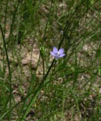 Image result for Wahlenbergia