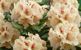 Empfehlenswerte Rhododendronsorten Mit Bildern Schattengarten Pflanzen Garten