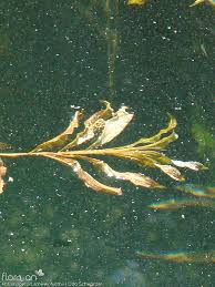 Image result for Potamogeton schweinfurthii