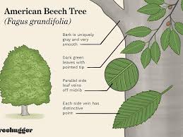 Hickory tree bark is ridged and gray and peels easily when the tree matures. How To Identify The American Beech