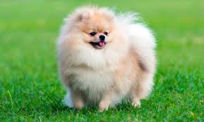 Volpino Di Pomerania Aspetto Carattere Alimentazione E Prezzo Volpino Spitz Tedesco Cani Pomerania