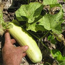 Image result for Cucumis meeusei