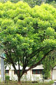 Rumah gadang adalah nama untuk rumah adat minangkabau yang merupakan rumah tradisional dan banyak di jumpai di provinsi sumatra barat, indonesia.rumah ini juga disebut dengan nama lain oleh masyarakat setempat dengan nama rumah bagonjong atau ada juga yang menyebut dengan nama rumah baanjuang. Kerai Payung Wikipedia Bahasa Indonesia Ensiklopedia Bebas